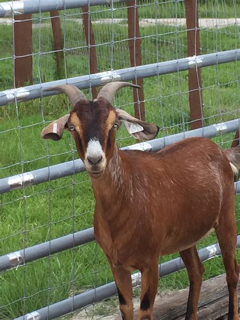 Goats near me - Need a dairy goat? Call or email, we have good stock for sale. Nanaimo, BC The Farm At Cedar Woods Producing organically grown fruits & veggies, grass fed …